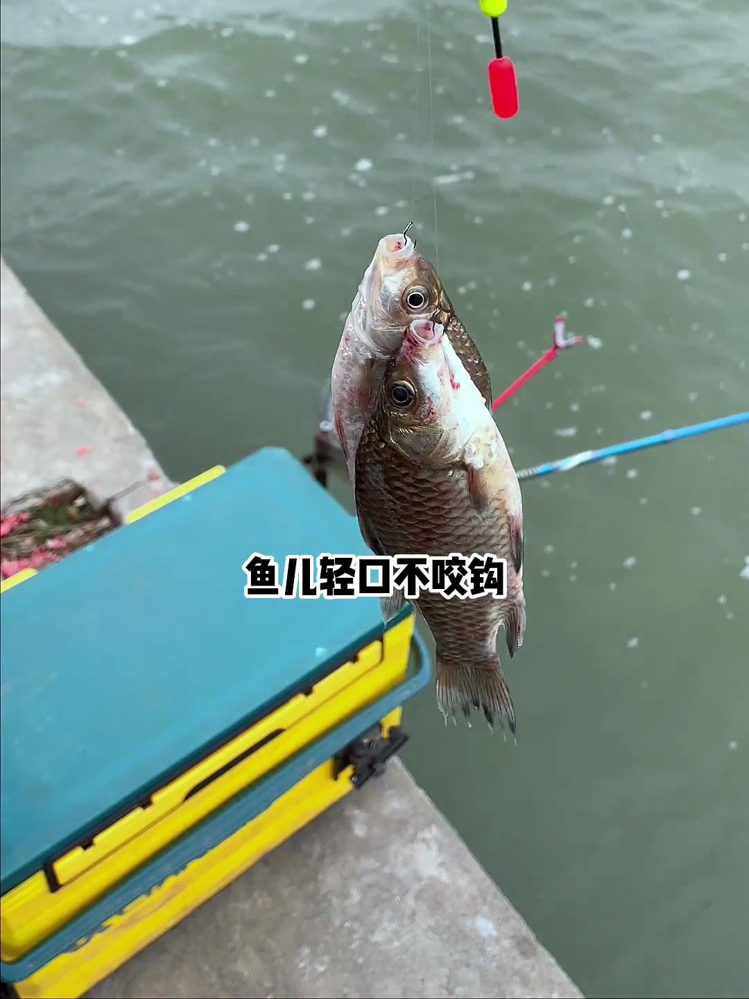 鱼儿轻口不咬钩,搭配自动翻转鱼钩,大板鲫钓到手软