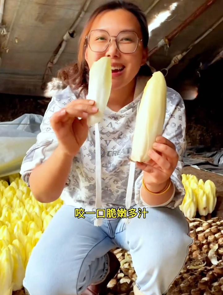 种菜老手教你3招如何种植金玉兰菜,不浇水施肥30天就能多茬采收~