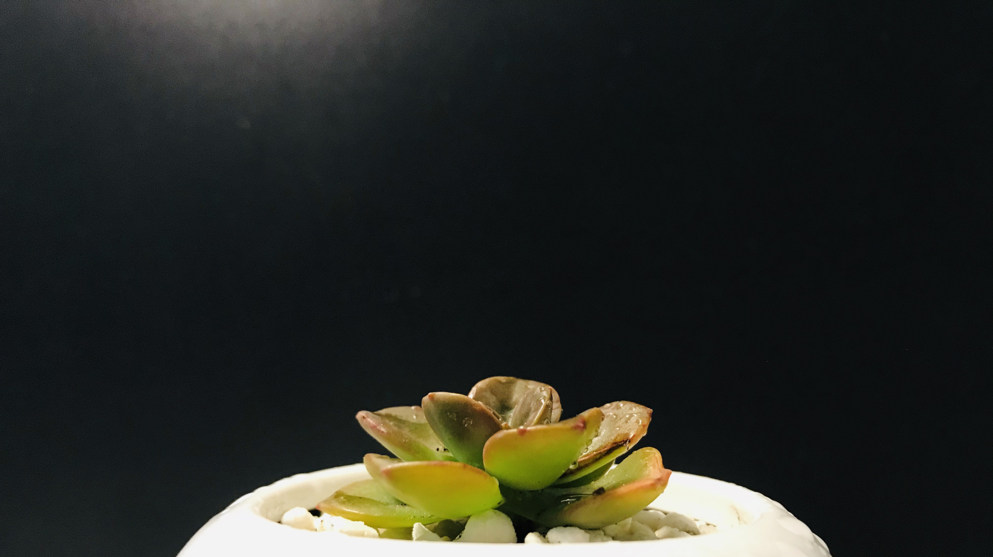 多肉植物巧克力方砖?