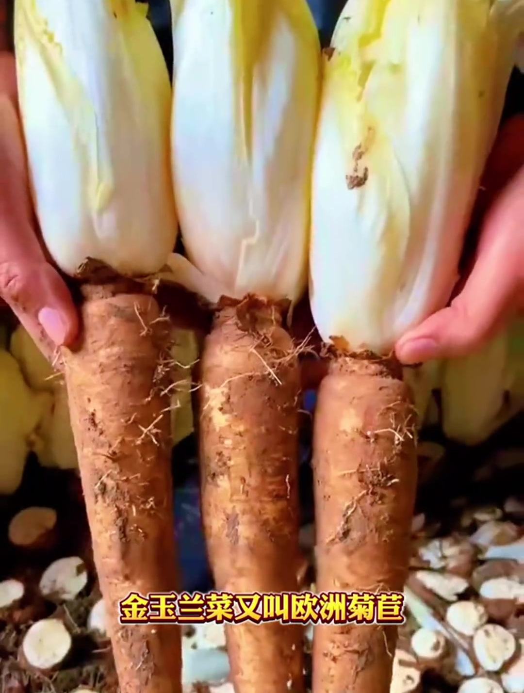 精心培育好的金玉兰菜根开始采摘了!