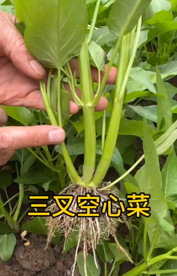 三叉空心菜,一款适合新手小白的绿叶菜,好吃又好种!