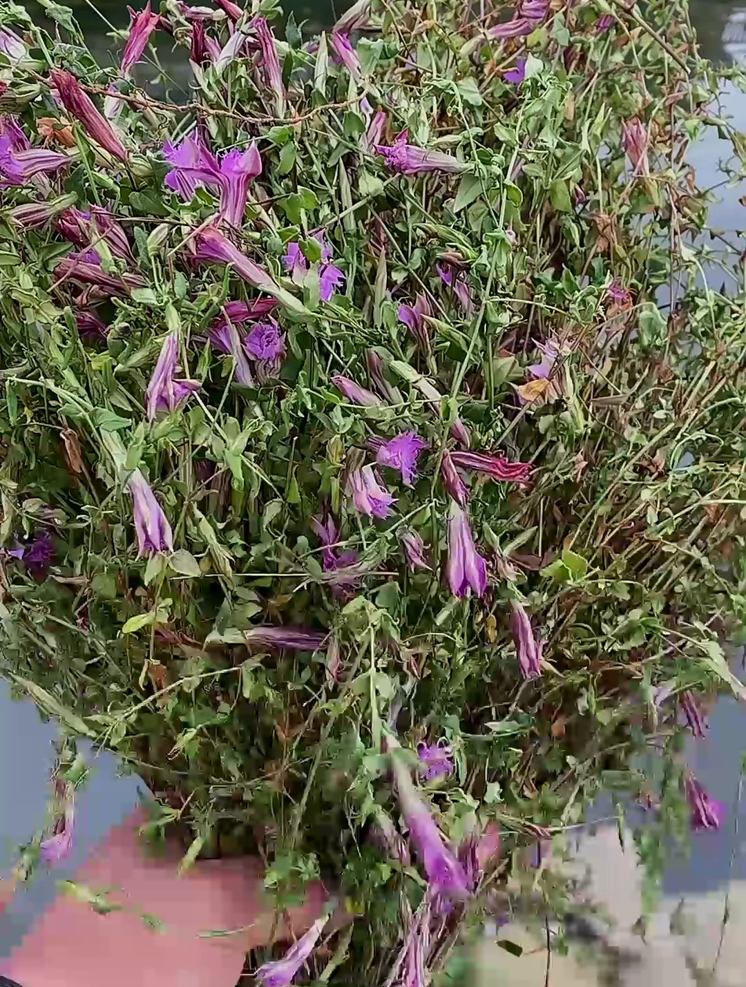 龙胆草星秀花红龙胆小青鱼胆都是它……