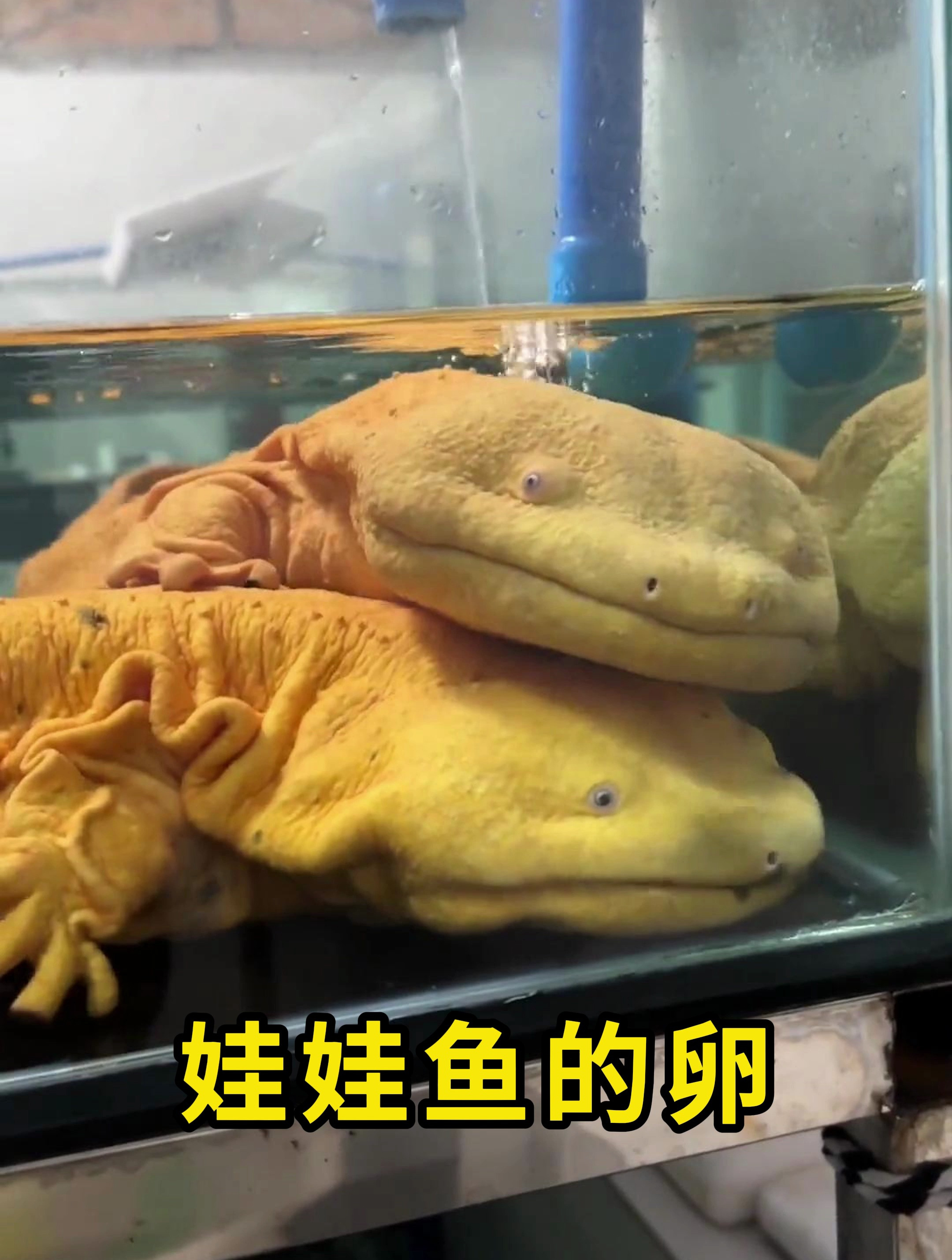 娃娃鱼的卵很奇特,像是一串珍珠!