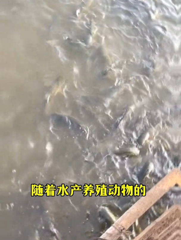 黑泥氧化黄泥就用过硫底速净养鱼日记过硫酸氢钾鱼耀改底黑泥