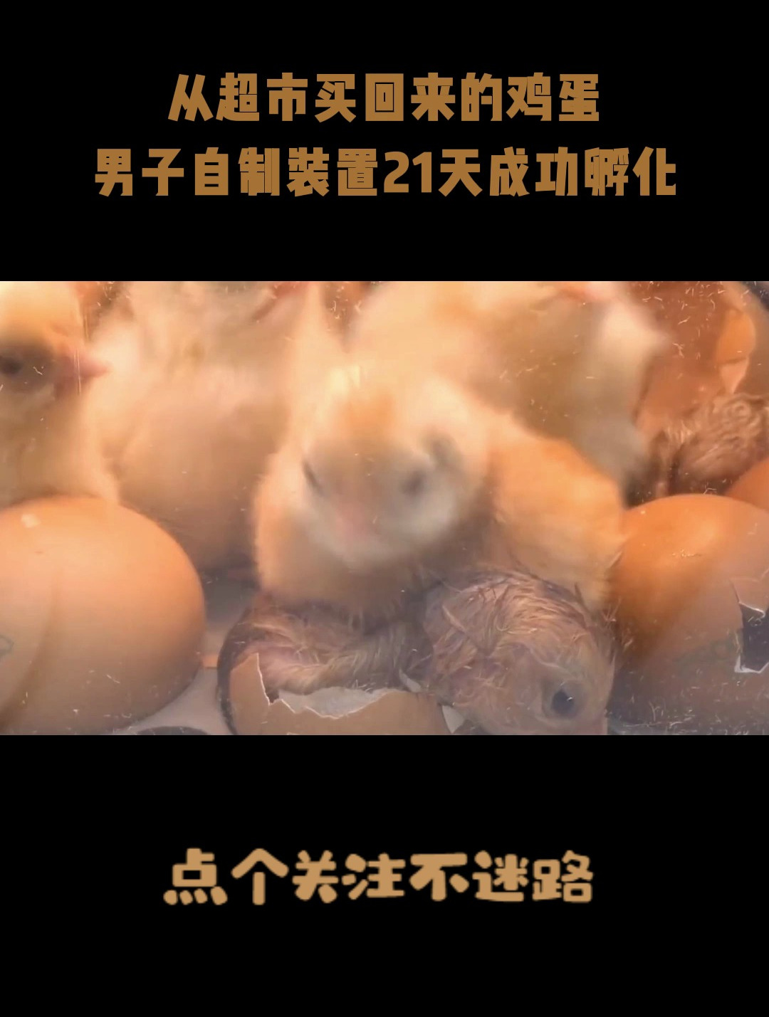 从超市买回来的鸡蛋,男子自制装置21天成功孵化,令人大开眼界