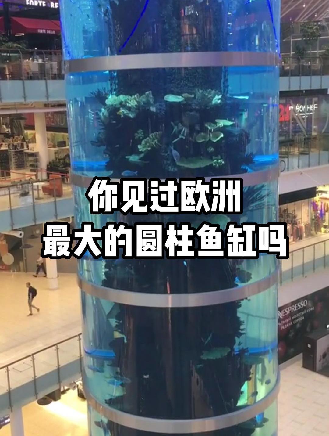 你见过欧洲最大的圆柱鱼缸吗