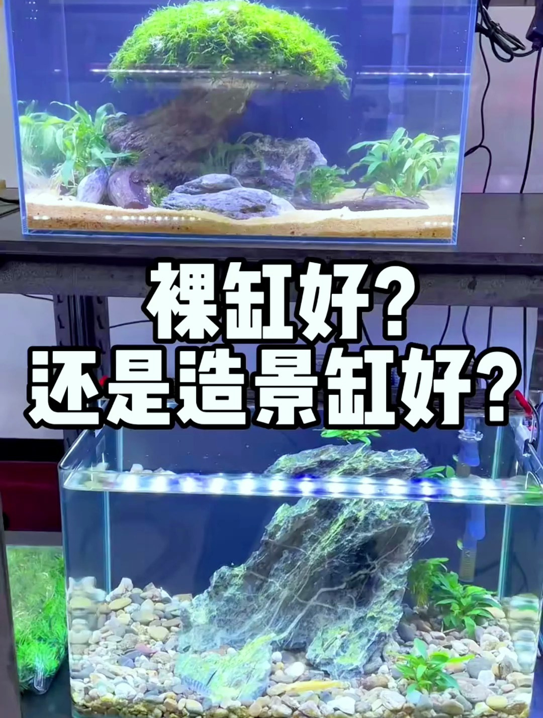 养鱼裸缸好还是造景缸好?