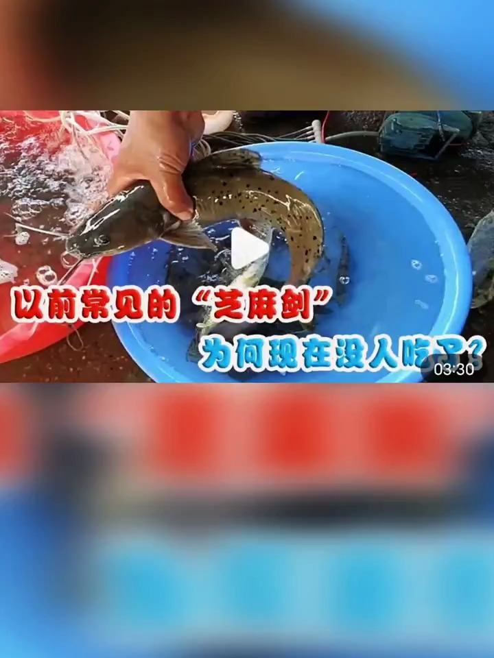 以前常见的“芝麻鱼”卖到上百元一斤,为何现在没人吃了?