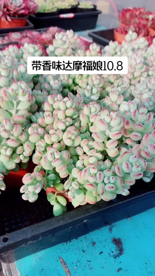 达摩福娘多肉,香氛小精灵