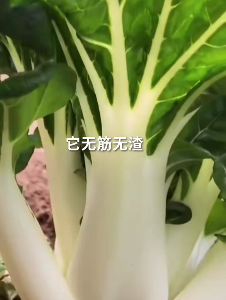 矮脚黄奶油白菜它比杂草都好种,随便一撒长成一大片,怎么吃都香