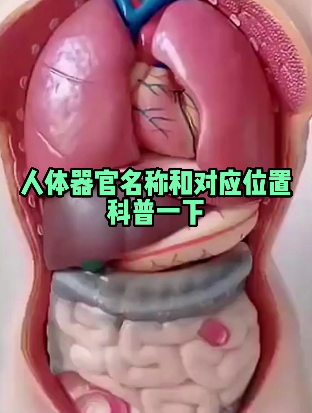 人体器官名称和对应的位置,科普一下!