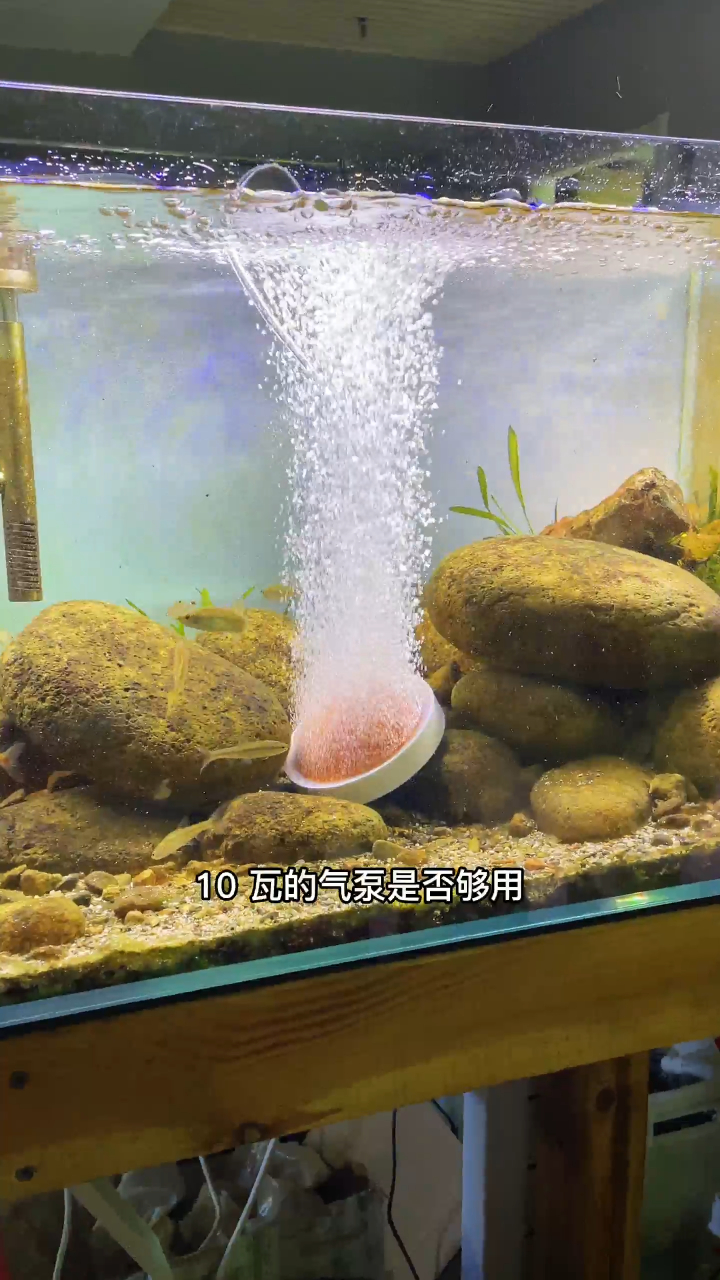 鱼缸该用多大的氧气泵?全面解析