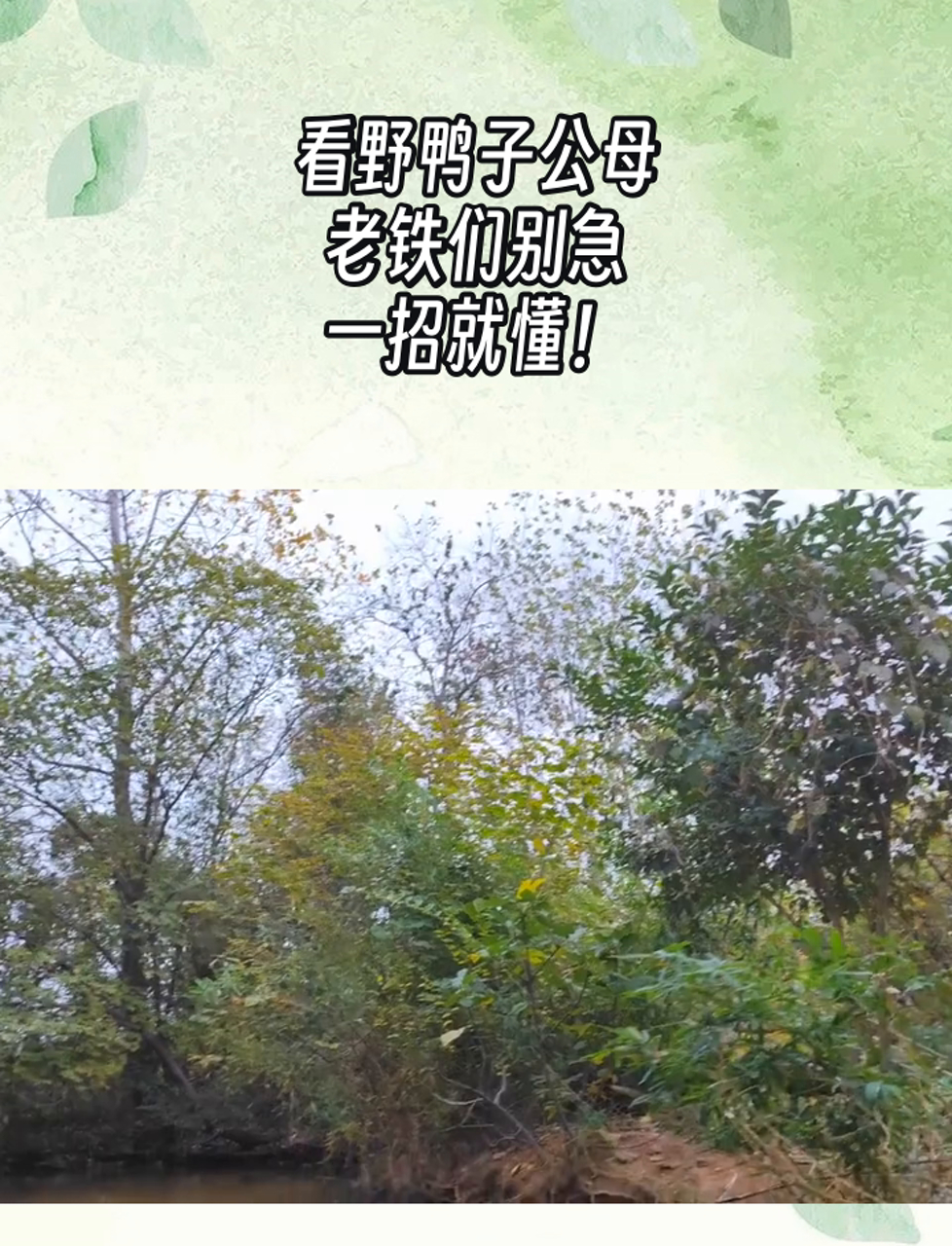 看野鸭子公母,老铁们别急,一招就懂!