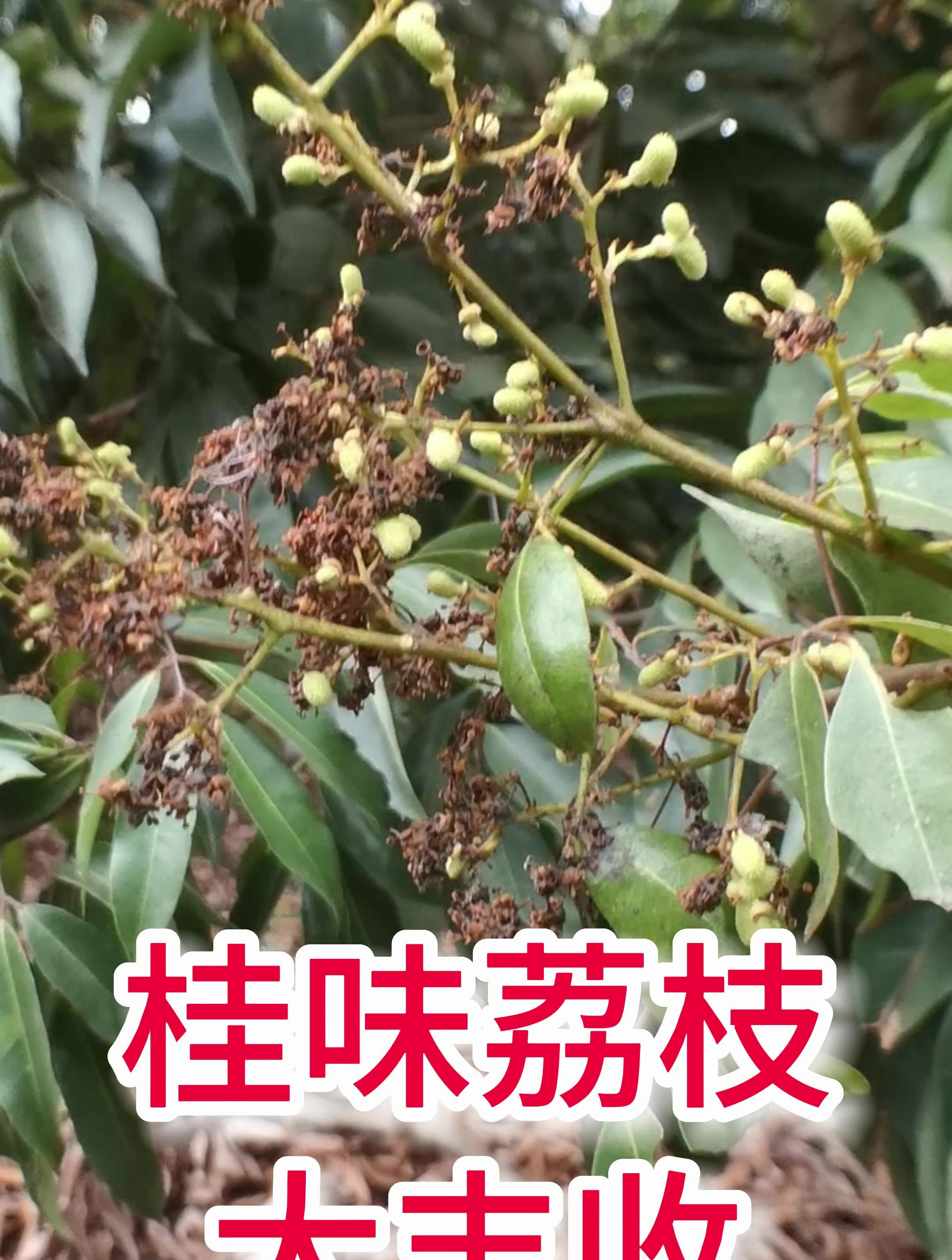 桂味荔枝大丰收,记得及时打24表-芸苔素内酯保果,以及施复合肥