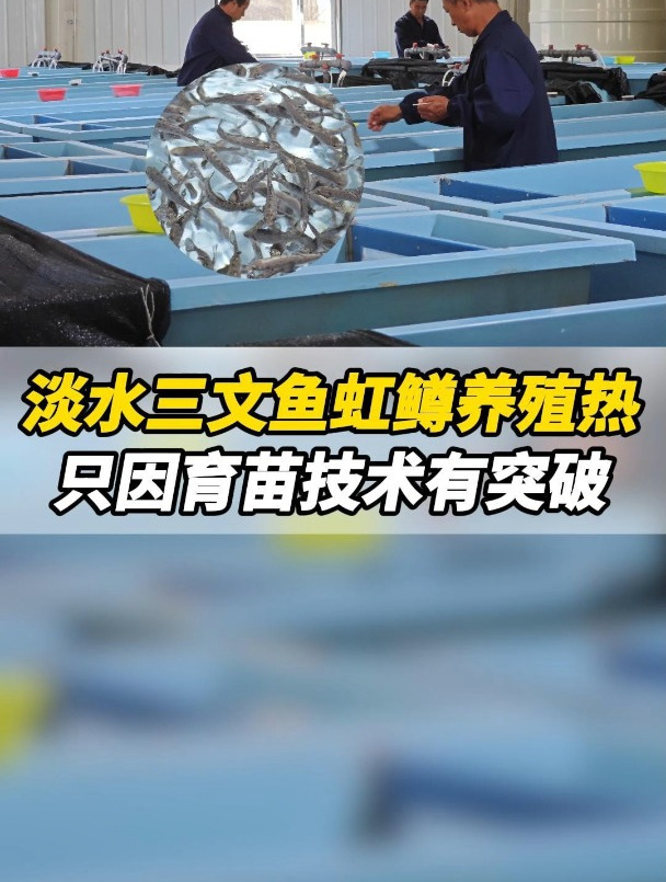 淡水三文鱼虹鳟鱼养殖热,只因育苗技术有突破
