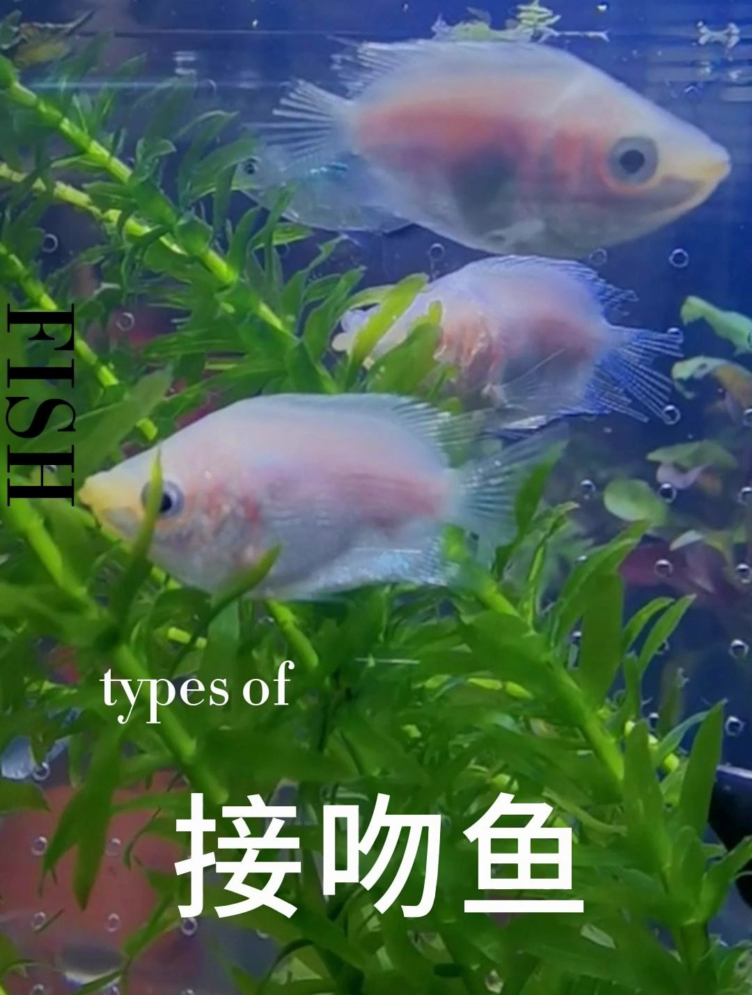 接吻鱼只有白色。他那张嘴其实不是用来打架的,也不是用清藻类的