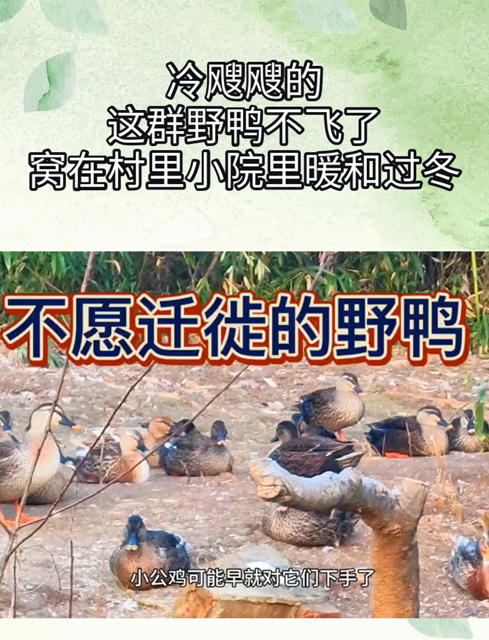 冷飕飕的,这群野鸭不飞了,窝在村里小院里暖和过冬