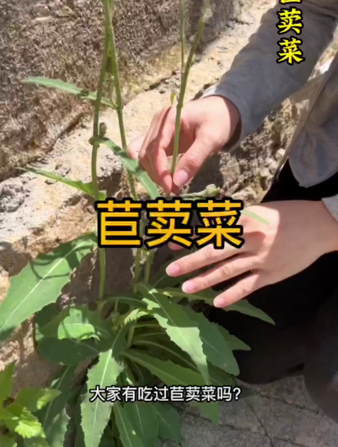 饥荒年代的的救命粮食:苣荬菜