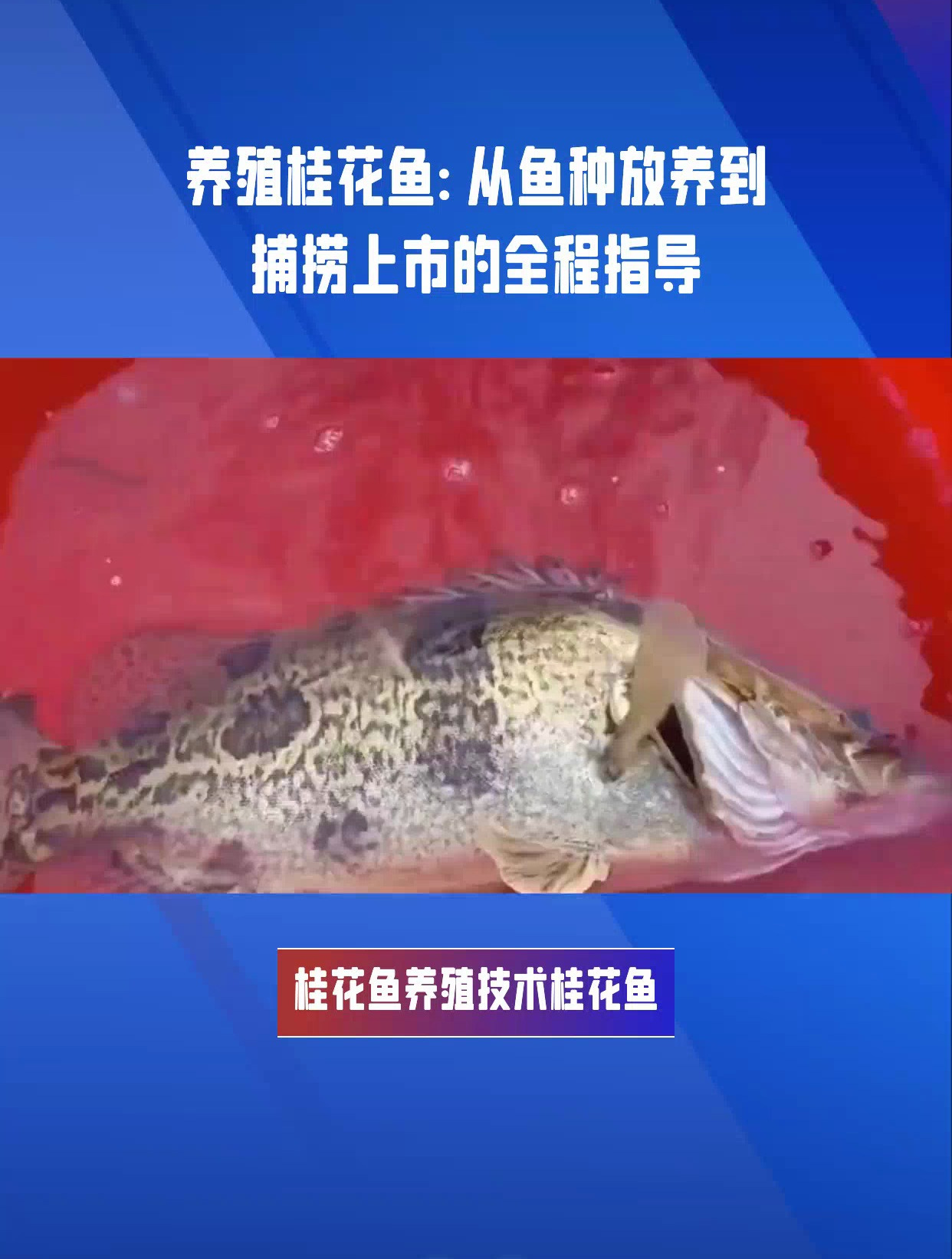 桂花鱼养殖全攻略:从选苗到收获,一网打尽养殖秘诀!