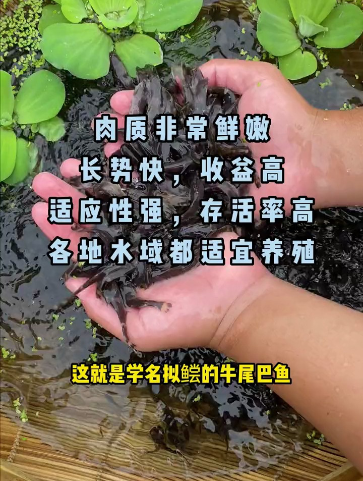 牛尾巴鱼,长得快,还能高密度养殖的鱼