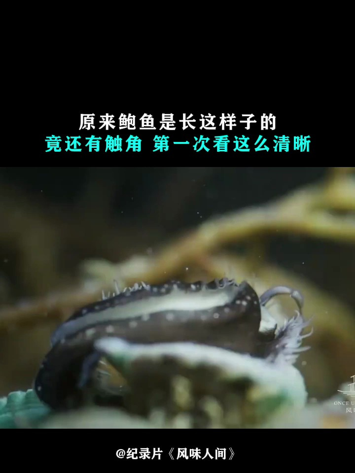 风味人间:原来鲍鱼是长这样子的,竟还有触角,第一次看这么清晰