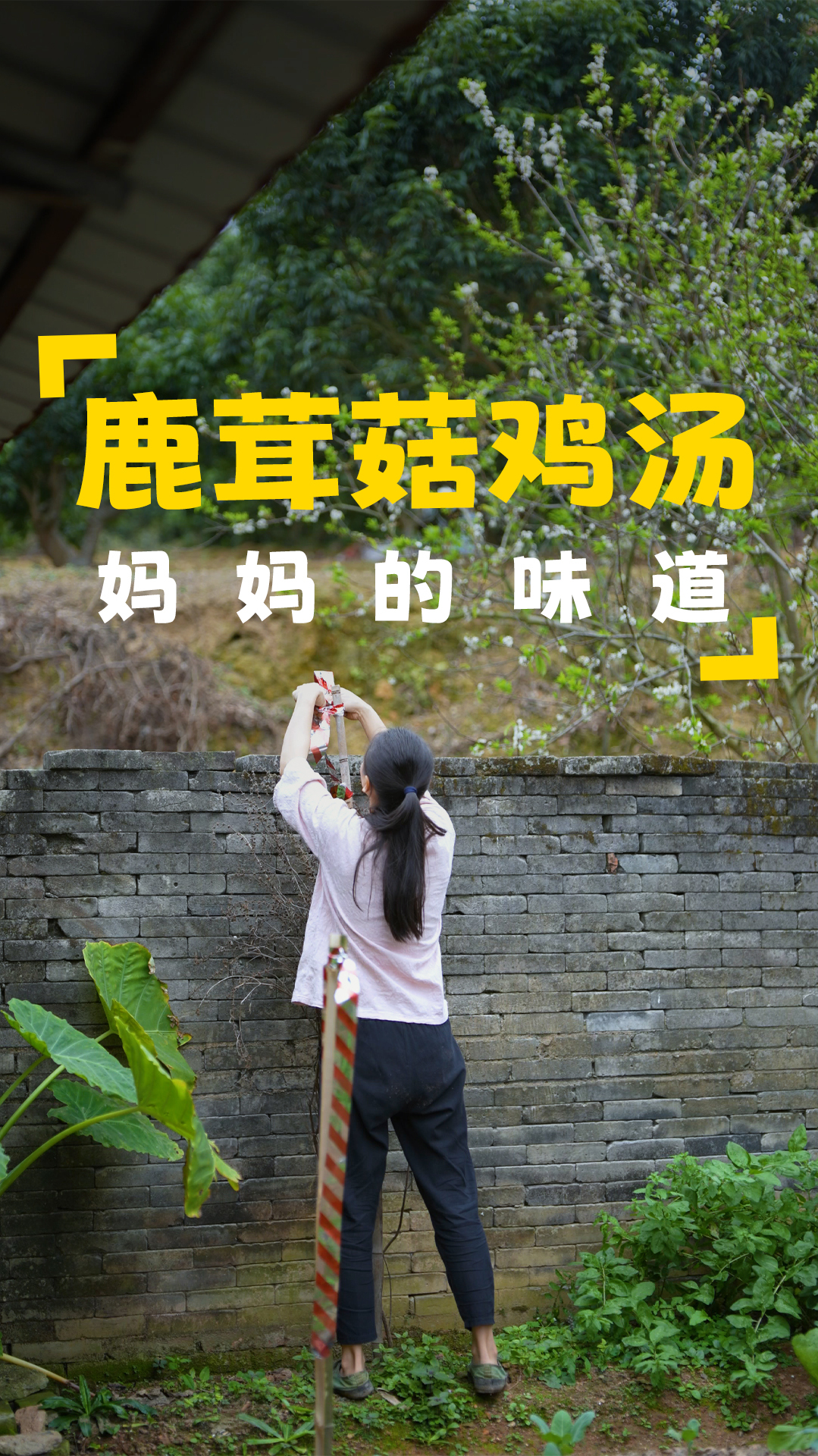 菜园的菜被鸟吃了许多,绑上彩带用来防鸟,晚上做一道鹿茸菇鸡汤