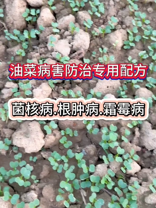 油菜出苗后病害防治,霜霉病.根肿病.菌核病.根腐病等等
