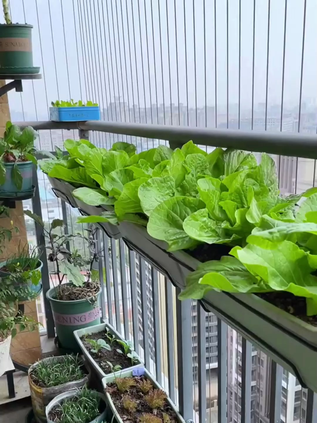 耐热耐寒的四季小白菜，新手在家也能种，嫩甜脆，纤维少口感好！
