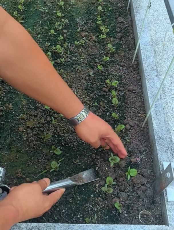 前段时间种的红苋菜,今天给移栽一部分,移栽长大棵反复地剪着吃