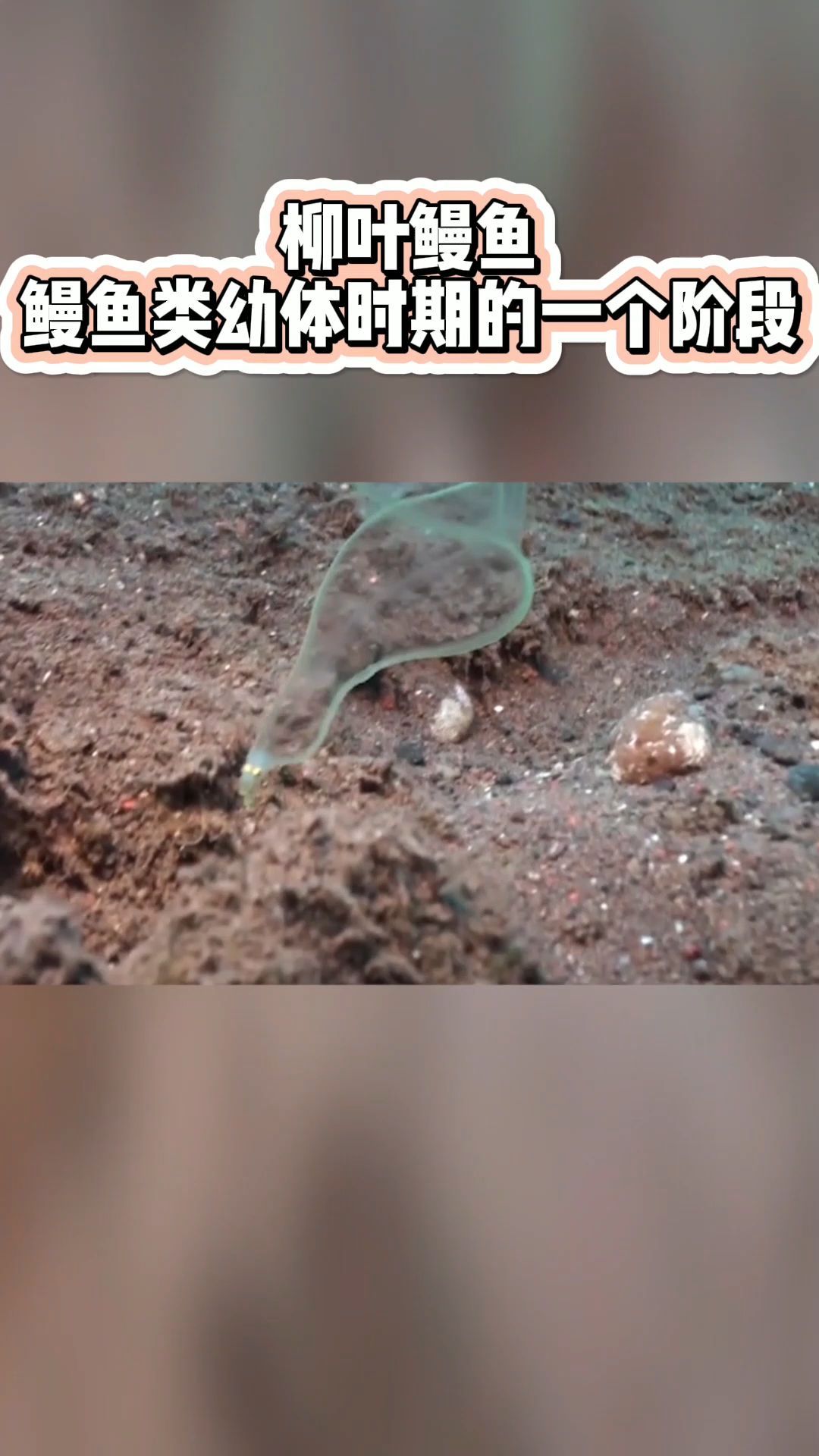 柳叶鳗:好像一屡丝带
