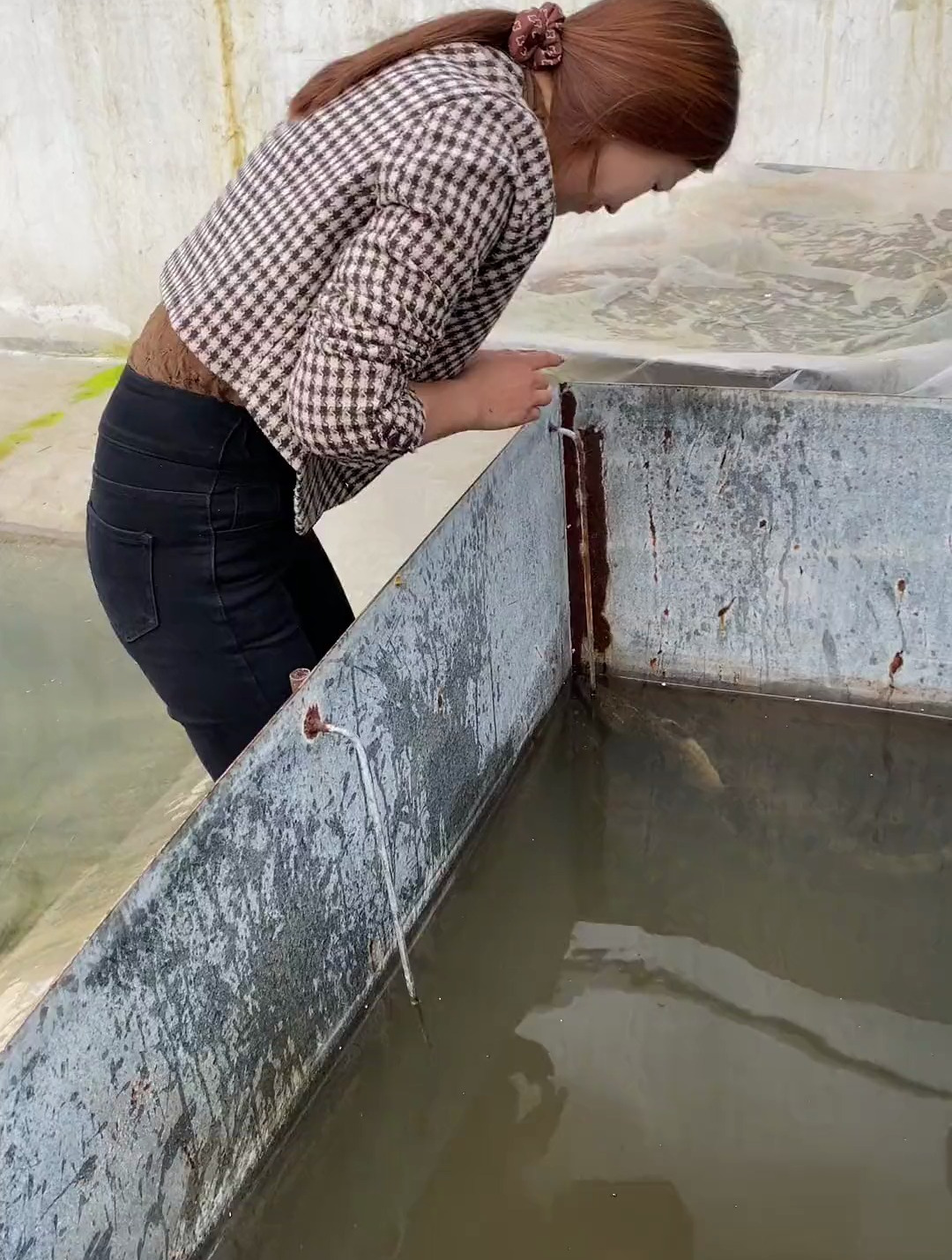 养殖场小鳄鱼鳄鱼苗子