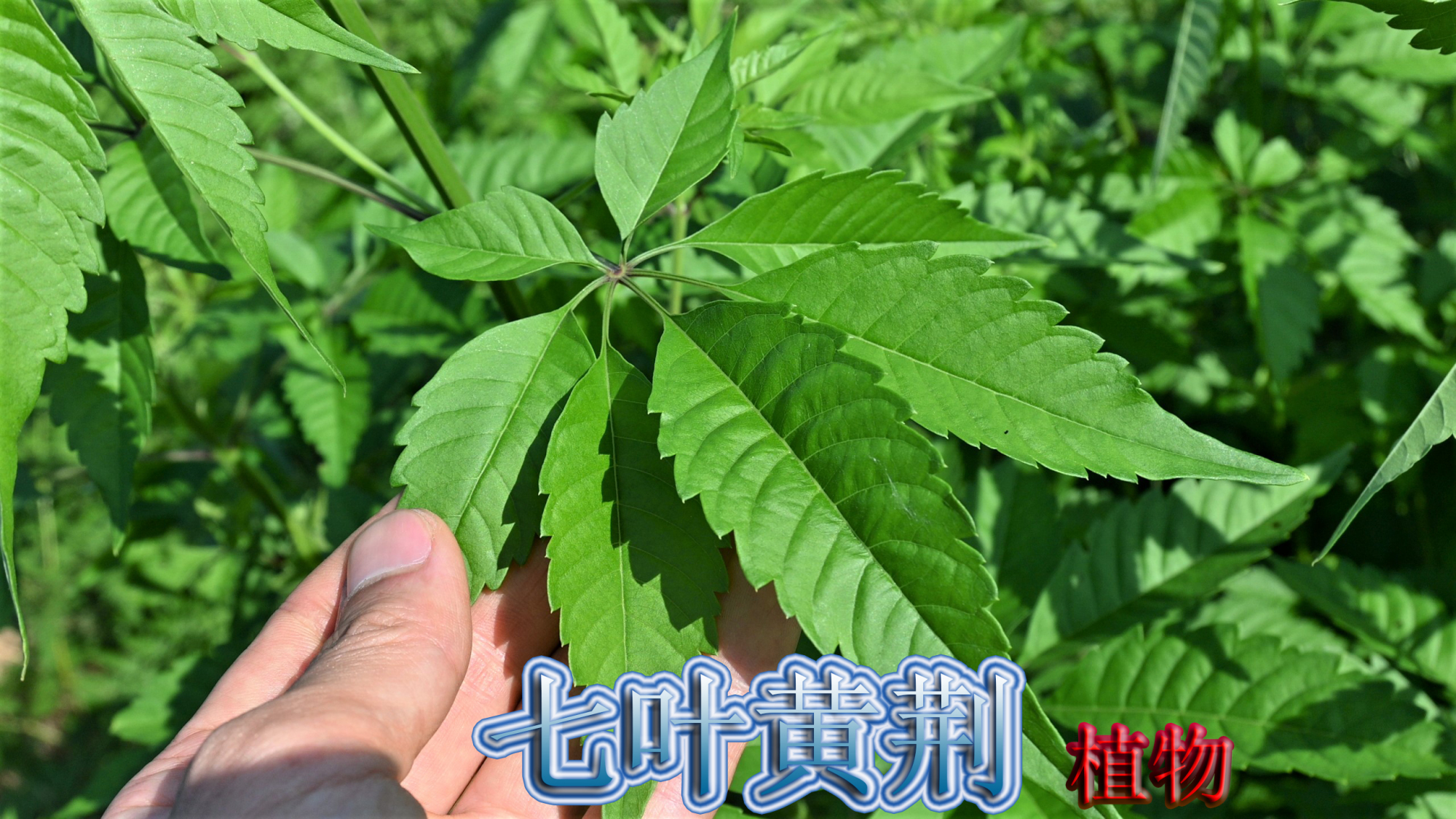“黄荆”谁当它是个宝?7叶的不好找,平常您知道有哪些用