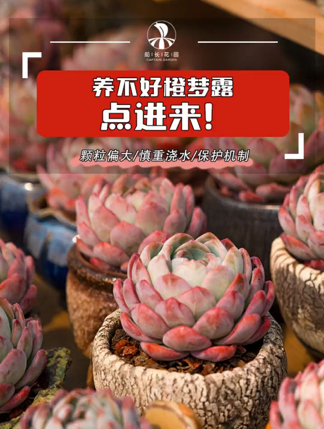 橙梦露容易化水黑腐,所以通风淋雨我们都要注意,多肉养护小知识