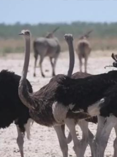 云南“鸵鸟肉事件”,国产汉尼拔