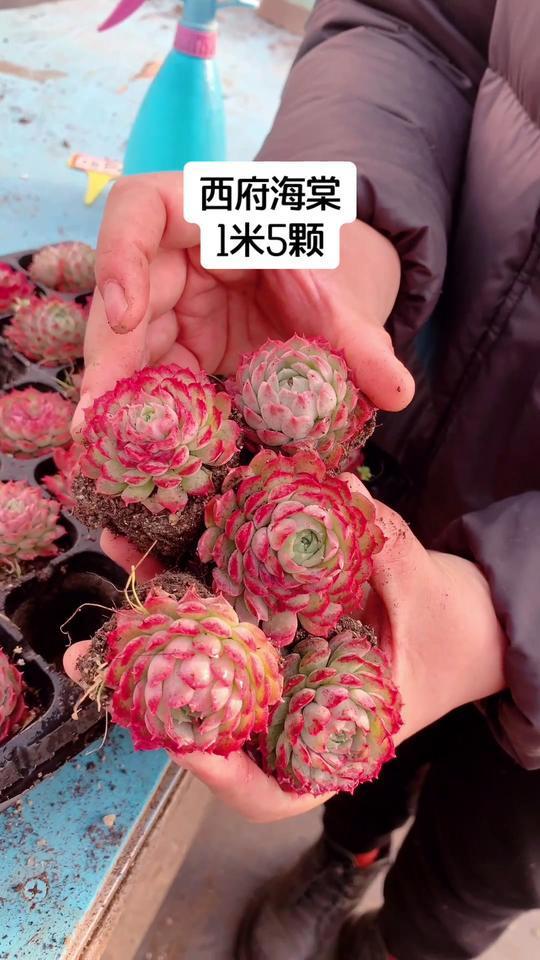 西府海棠,多肉界的红宝石,生机盎然!