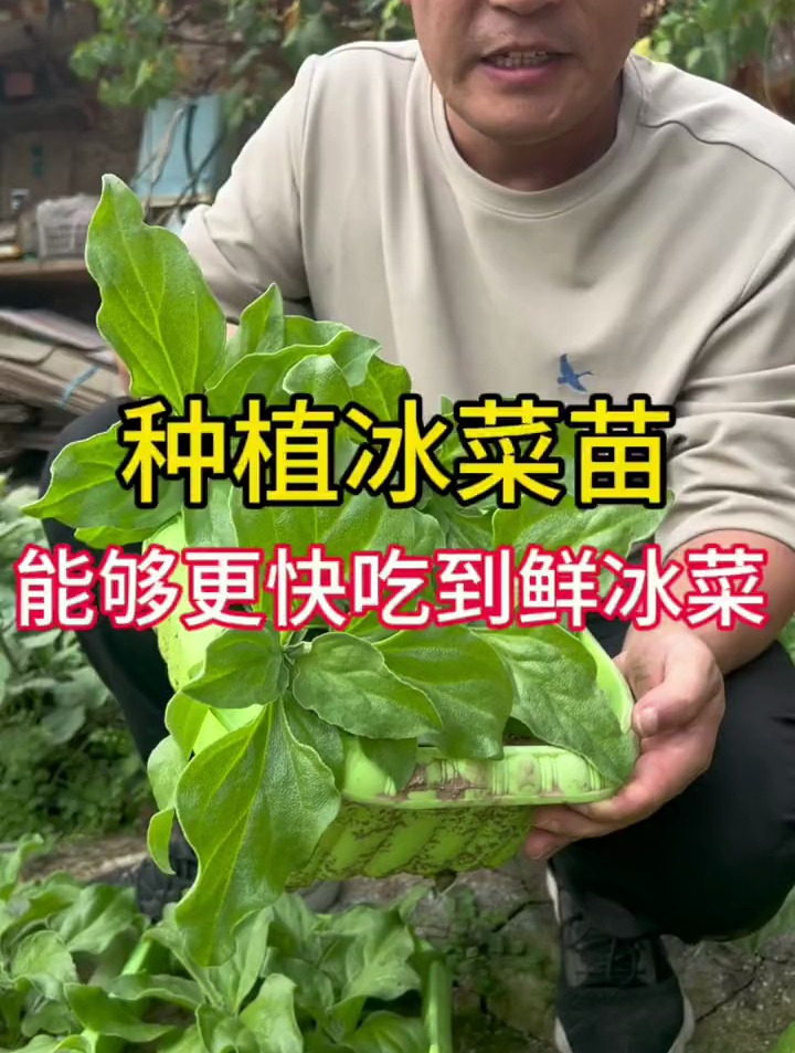 移栽冰菜苗,浅栽长得更快