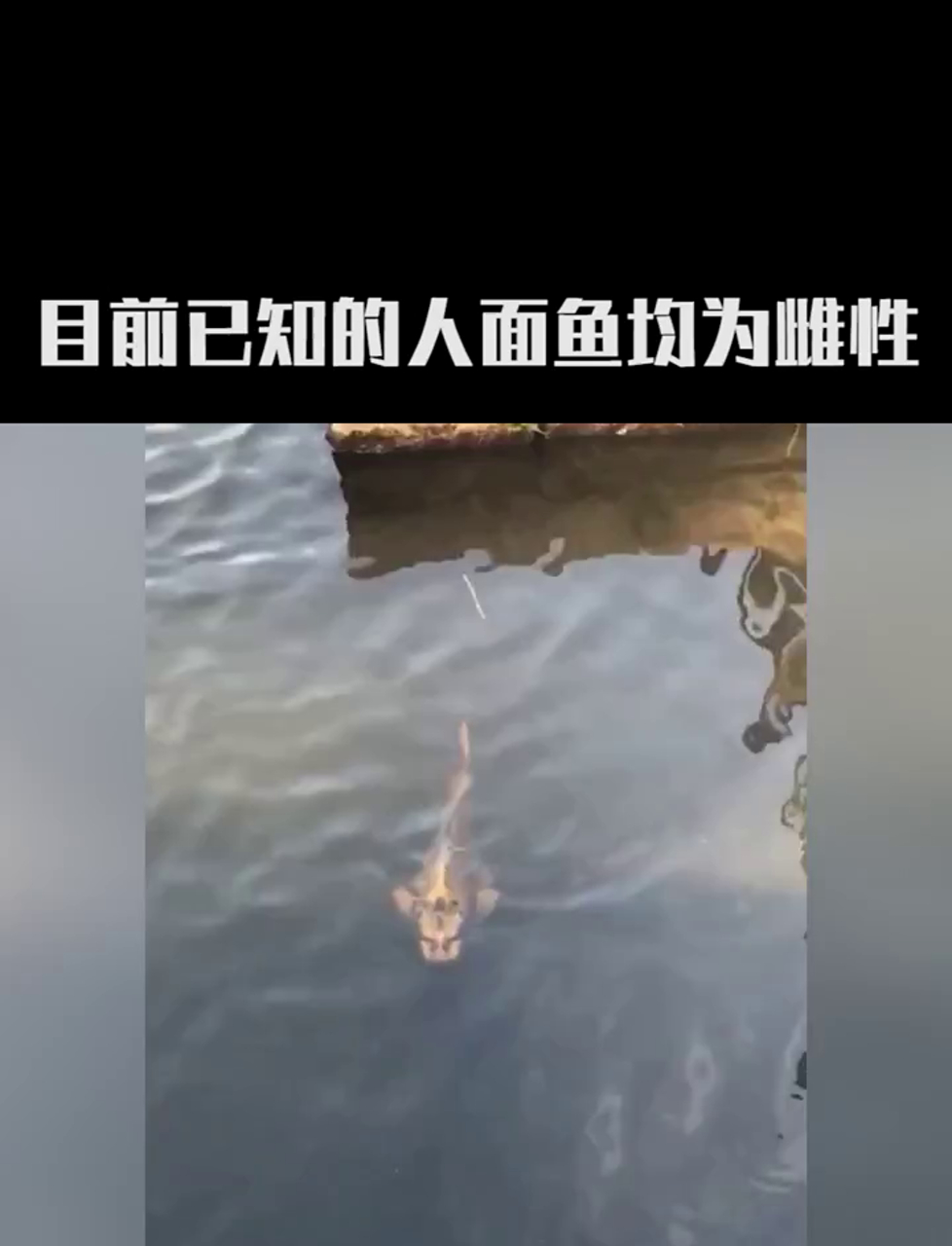 这鱼脸咋跟人似的?