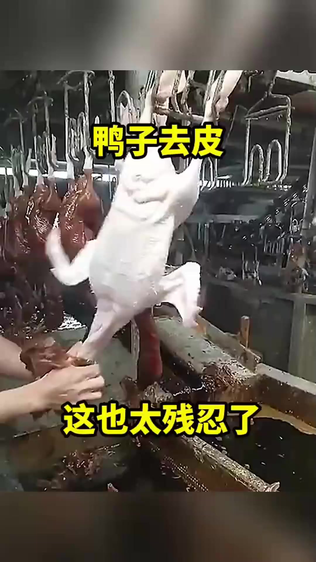 鸭子去皮,这也太残忍了!(2)