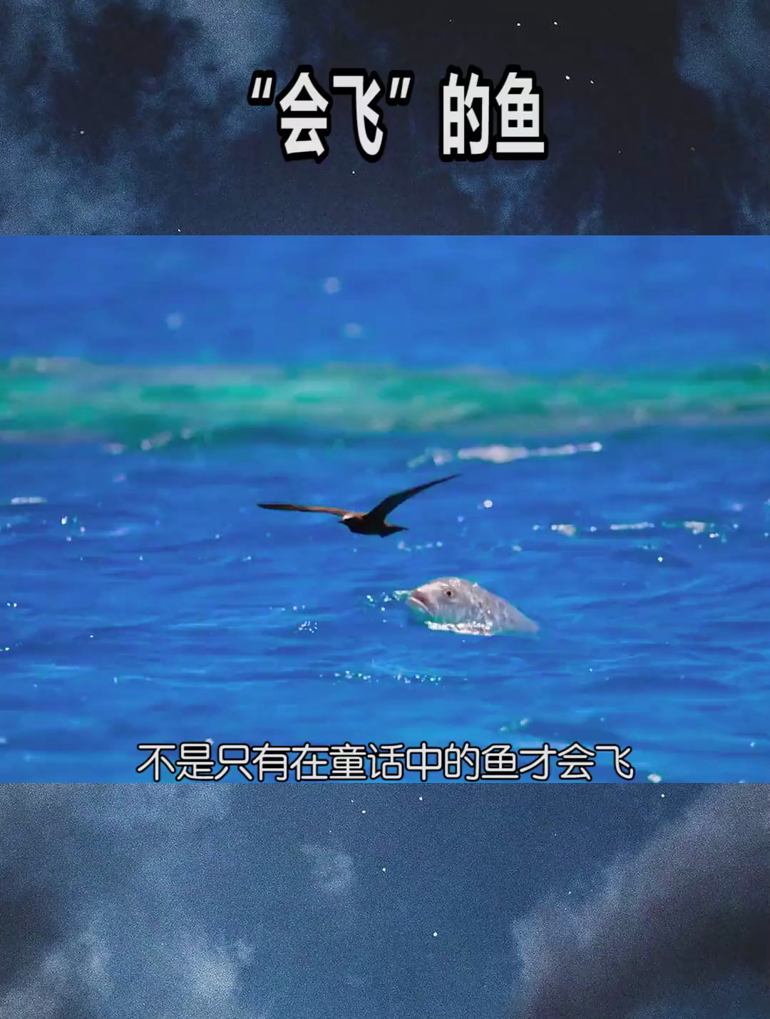 不是只有在童话中的鱼才会飞,在大海中就有一种会飞的鱼