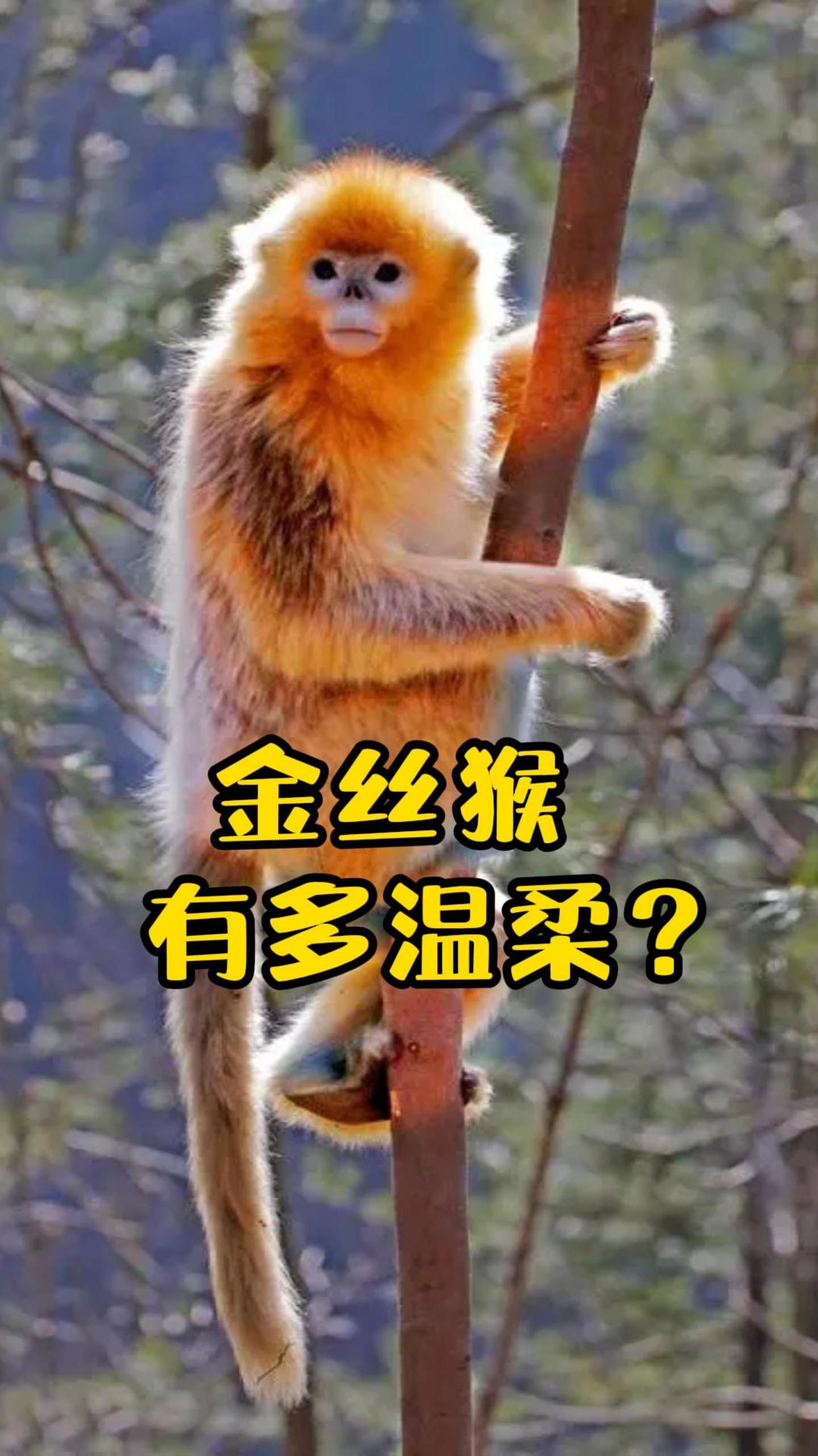 猴中的贵族金丝猴,真不是其它猴子能比的!