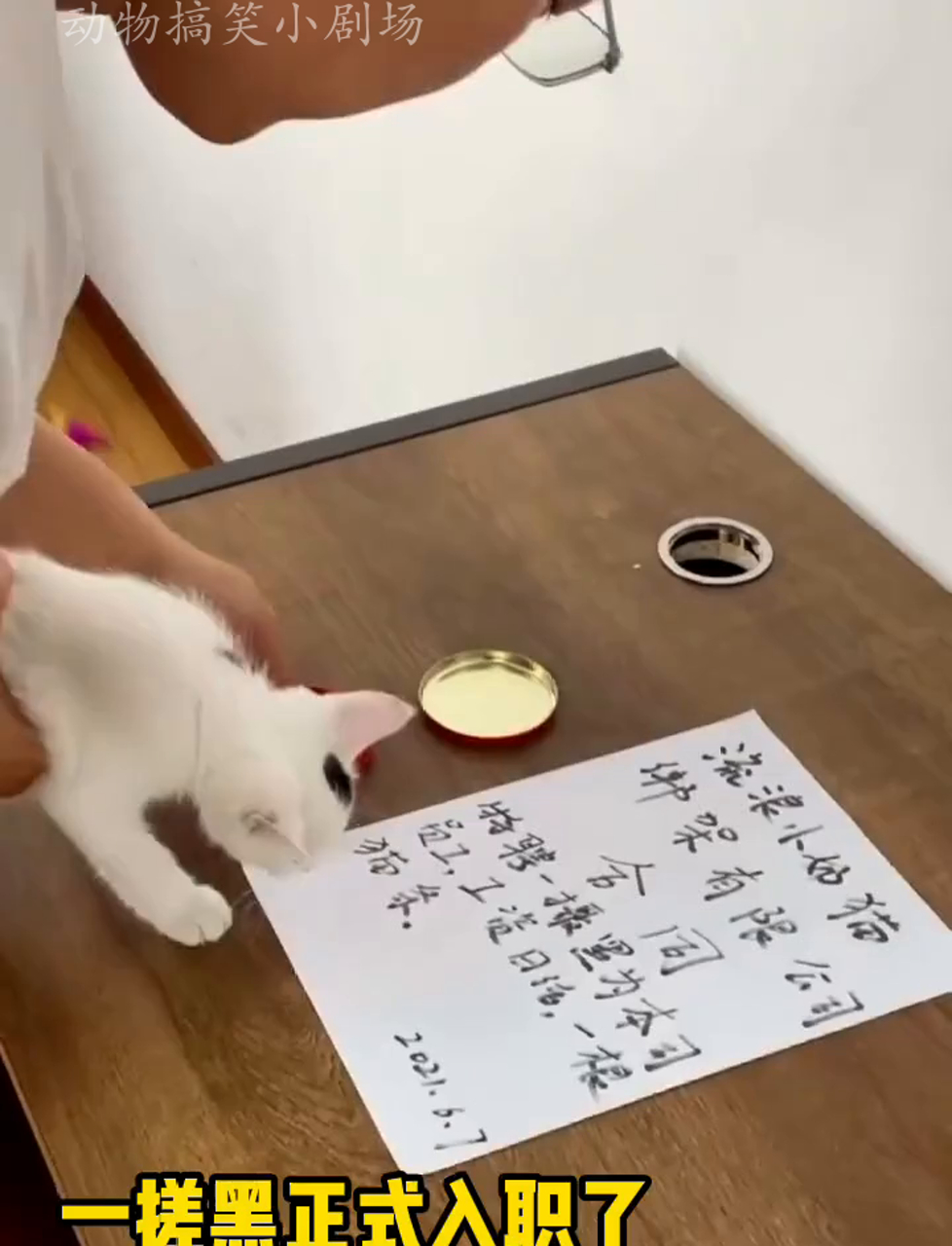 来聊聊咱们办公室萌宠小猫的最新动态
