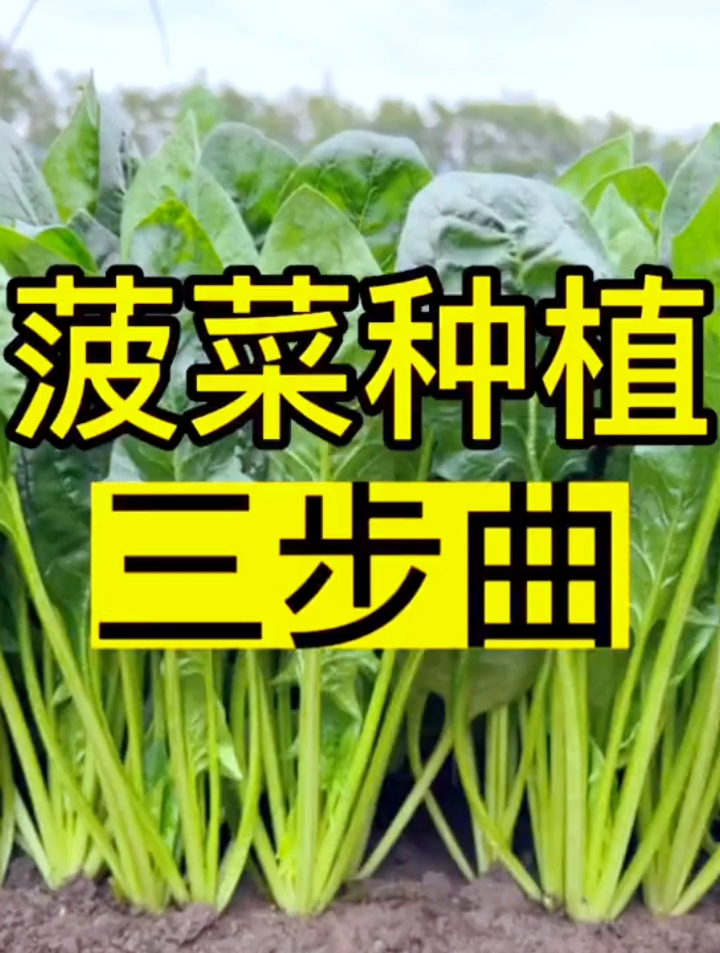 老农分享菠菜种植的小技巧,掌握2点菠菜不仅长得好,产量还高!