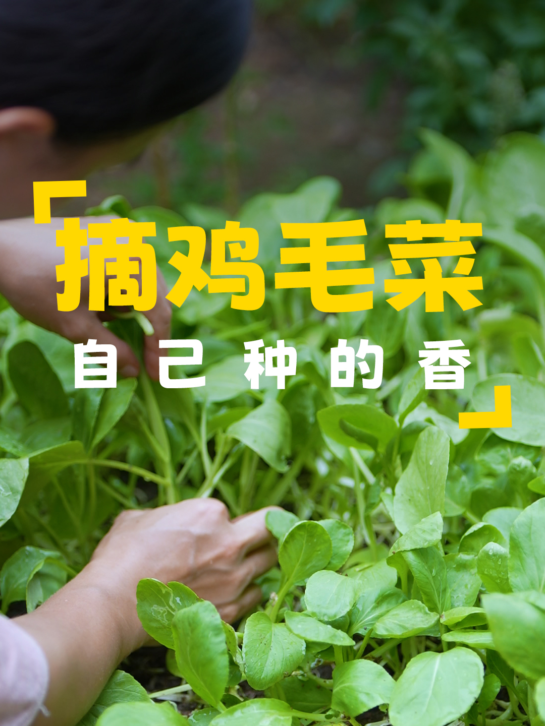鸡毛菜丰收啦,摘一些炒猪肉,再煮一碗汤,一菜两吃很下饭