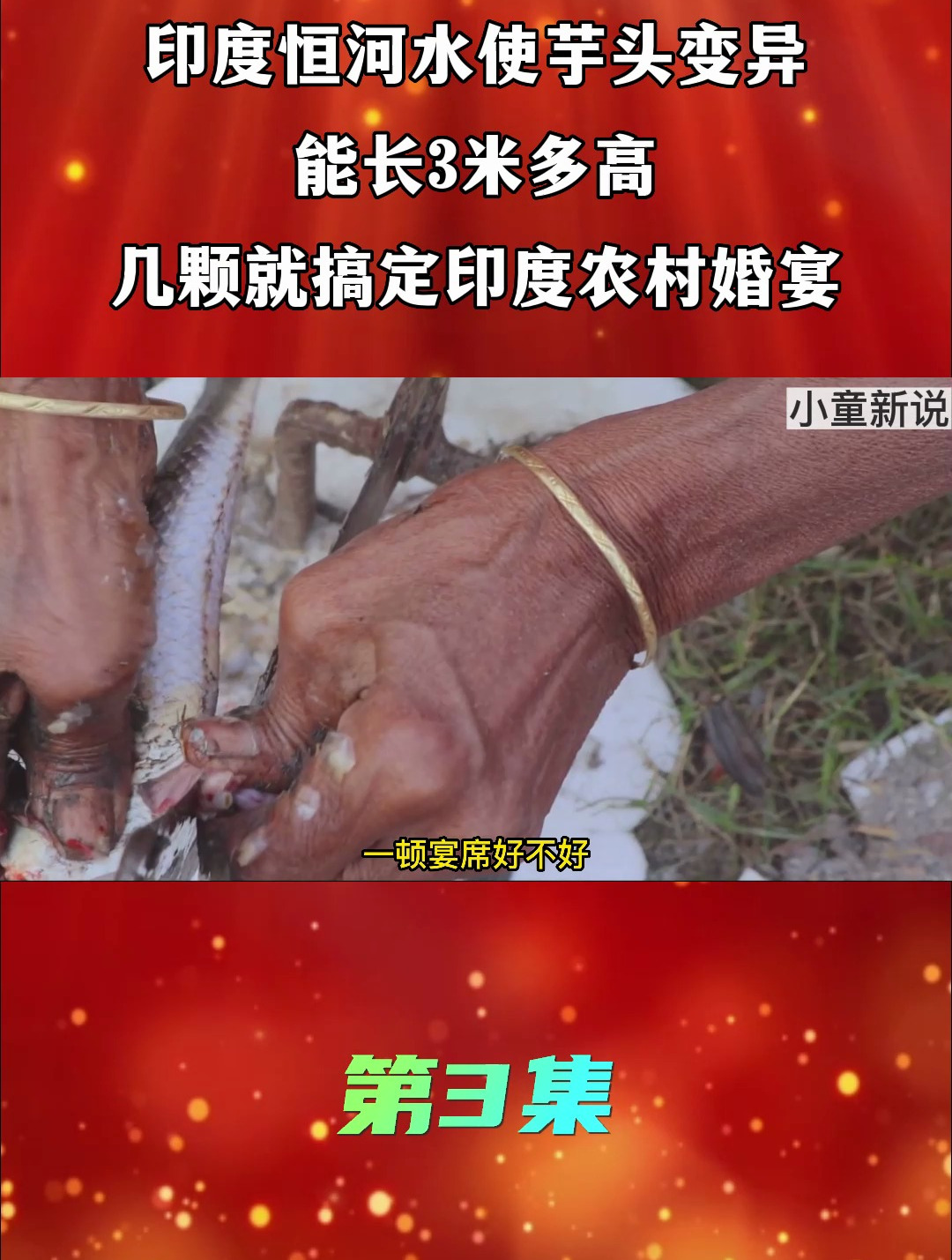 印度恒河水使芋头变异?能长3米多高,几个就搞定印度农村婚宴?