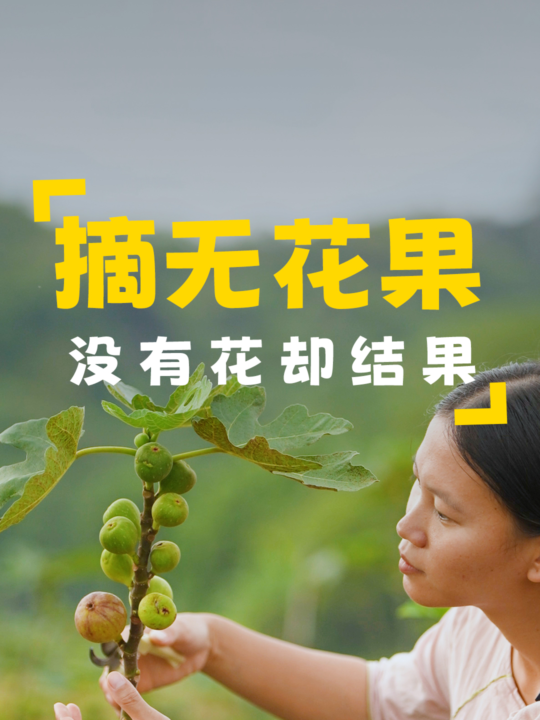 带儿子采摘无花果,炖银耳羹,热气袅袅,滋味清甜,让人沉醉