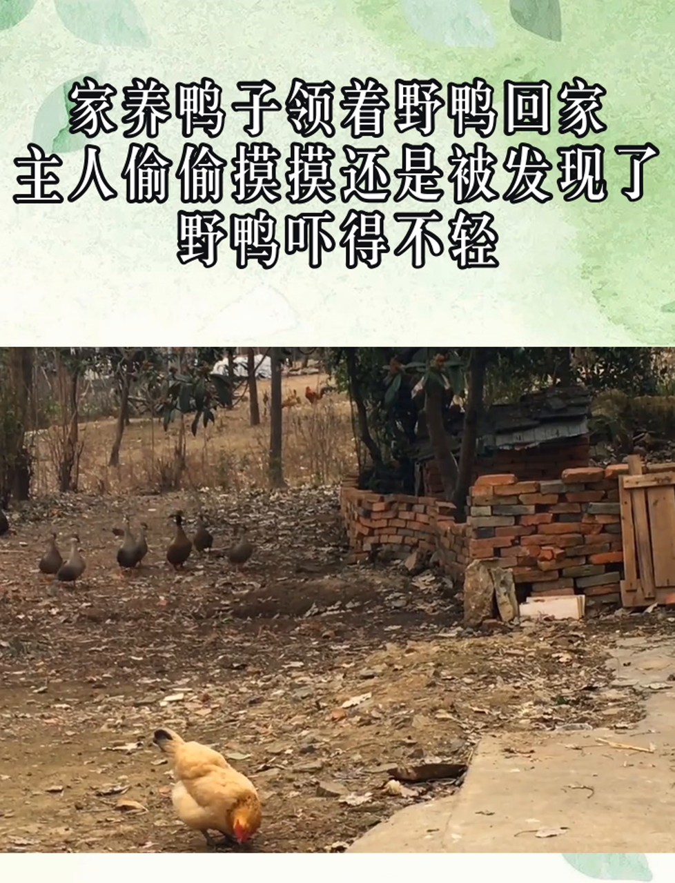 家养鸭子领着野鸭回家,主人偷偷摸摸还是被发现了,野鸭吓得不轻