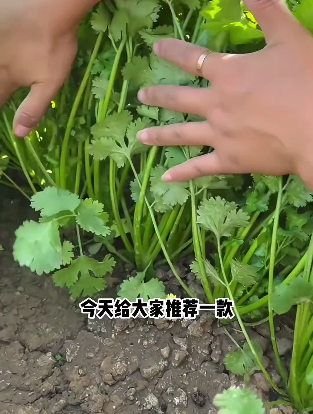 好种植又省事的香菜品种