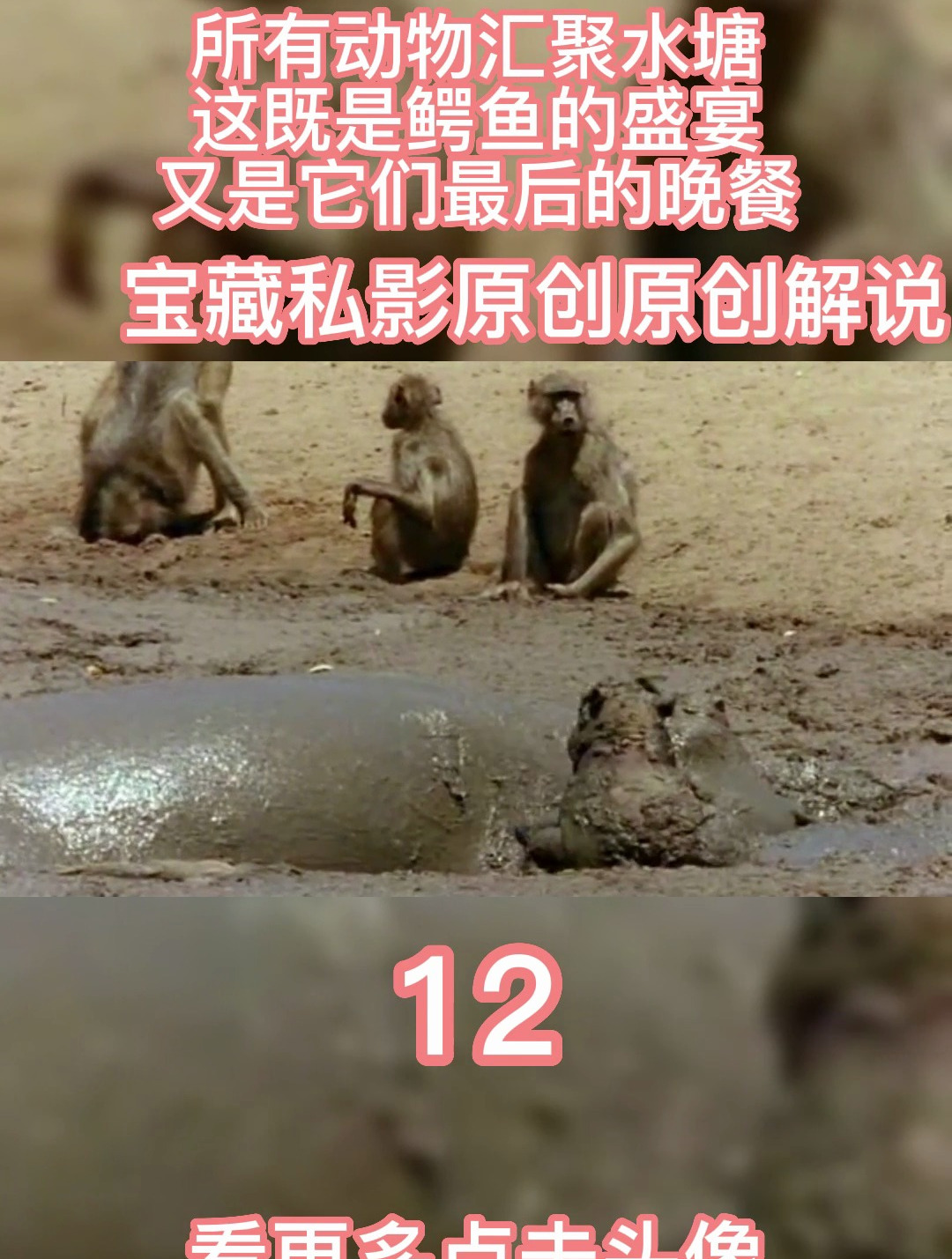所有动物汇聚水塘,这既是鳄鱼的盛宴,又是它们最后的晚餐12