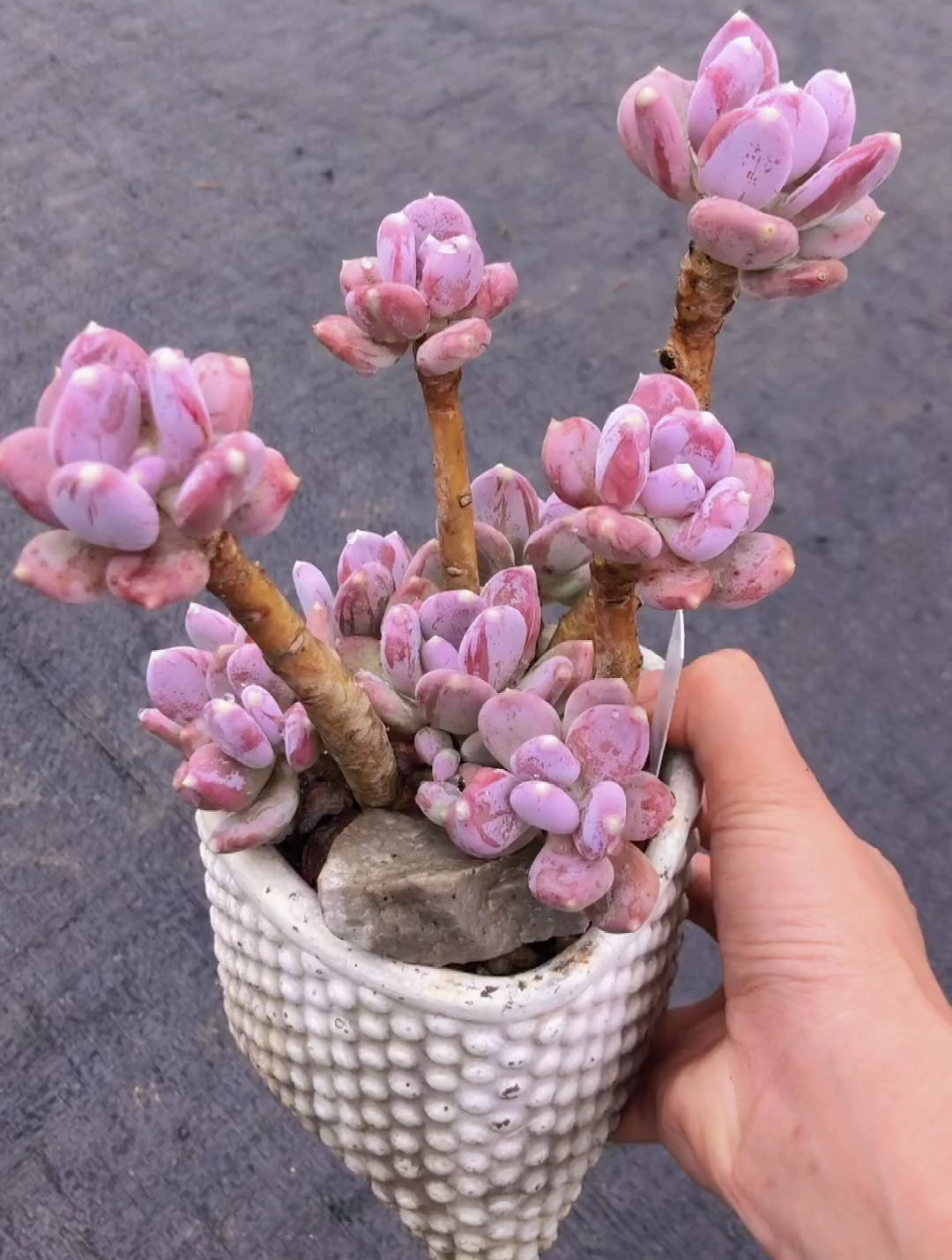 2022.9.21—2023.6.21一颗多肉9个月的变化。多肉植物 稻田姬