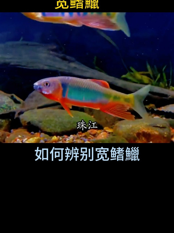 原生鱼类介绍,宽鳍鱲,本土原生鱼天花板,众多爱好者为之亲睐!